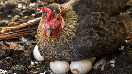 Serbest gezinen yumurtalar kafes yumurtalarından daha mı sağlıklı?